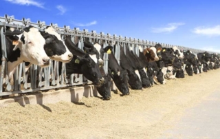 Delays for Dairy Margin Coverage cause concern AFBF urges USDA to open enrollment for the Dairy Margin Coverage program as soon as possible.