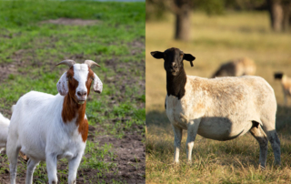 Farmers might see higher prices for goats, lambs Based on limited production, lamb and goat prices have the potential to rise in 2024.