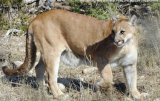 Work begins on mountain lion management plan The Texas Parks and Wildlife Department has been asked to create a draft mountain lion management plan, including mandatory trap checks and a potential ban on canned hunts.