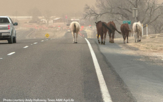 Livestock supply points established for wildfire donations Donations of hay, feed and fencing supplies are needed to support ranchers impacted by the devastating wildfires that have scorched over 1 million acres in the Texas Panhandle.