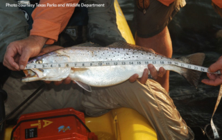TPWD changes spotted seatrout regulations The Texas Parks and Wildlife Commission recently approved changes to the bag and slot limit for spotted seatrout caught in the waters off the Texas coast.