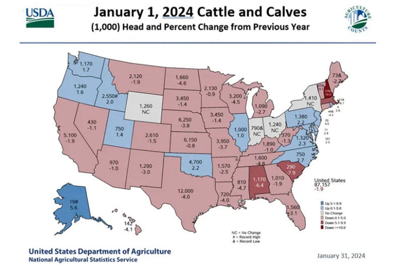 U.S., Texas cattle numbers continue to decline The U.S. and Texas cattle herds once again showed decreases on the Jan. 1 cattle inventory report.