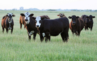 CattleFax forecasts continued profitability for ranchers this year Continued high prices and profitability are forecast for cattle producers as the industry enters the year with the smallest cattle inventory in 50 years.