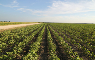 EPA grants existing stocks order for dicamba products EPA issued an existing stocks order for dicamba products previously registered for over-the-top use on dicamba-tolerant cotton and soybeans.