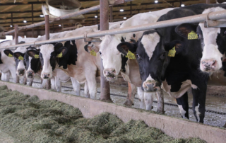 AFBF advocates for emergency authority to ensure fair pricing for dairy farmers American Farm Bureau Federation requested an emergency implementation of the switch back to the higher-of Class I formula to ensure fair pricing for dairy farmers.