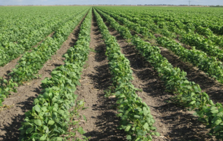 Farm groups ask EPA to grant existing stocks order for dicamba A federal court in Arizona vacated the 2020 registrations of three dicamba herbicides. What does that mean for weed management in the 2024 season?