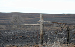 USDA offers disaster assistance to farmers, ranchers impacted by wildfires USDA has technical and financial assistance available to help Texas farmers and ranchers recover from the Panhandle wildfires.