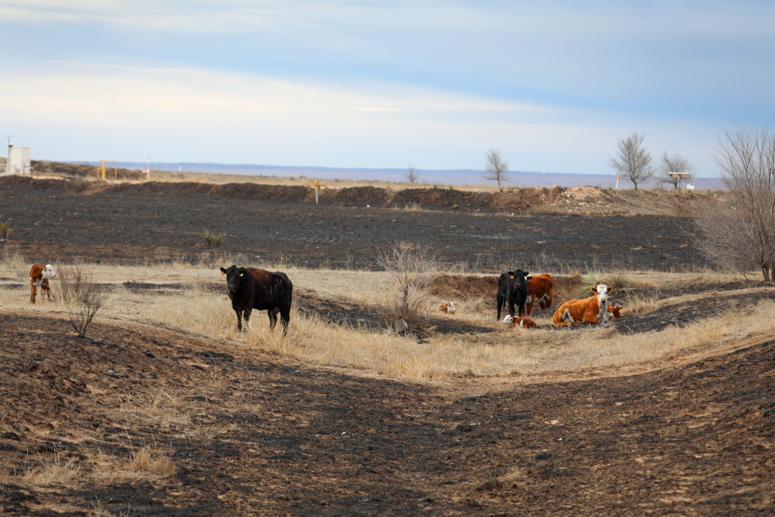 USDA authorizes emergency haying, grazing on CRP acres USDA authorized the release of emergency haying and grazing of CRP acres nationwide to livestock producers affected by wildfires in Texas, Oklahoma and Nebraska.