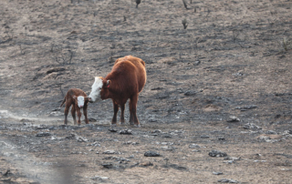 Cattle, beef prices not impacted by Texas wildfires Recent wildfires in the Panhandle have caused significant cattle losses for ranchers but are not expected in impact overall cattle and beef prices.