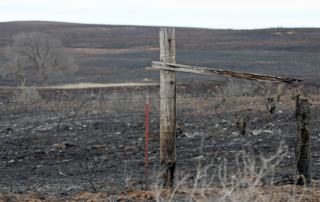 Texas Panhandle Wildfire Relief Fund applications due May 31 Farmers and ranchers affected by the wildfires can apply for unreimbursed agricultural losses through TFB’s wildfire relief fund. Applications are due May 31.