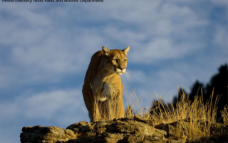 TPWD proposes rules to protect mountain lions The Texas Parks and Wildlife Department will soon publish, and accept public comments on, a proposal that would ban “canned” hunts for mountain lions and require trap checks every 36 hours.
