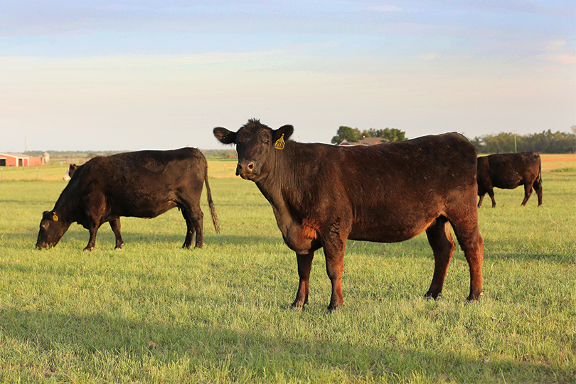 USDA is cancelling its July cattle inventory report, as well as county-level estimates for crops and livestock.