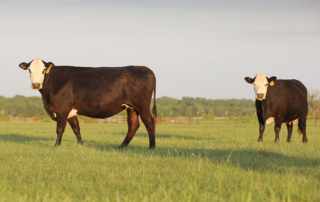 TFB 2024 Summer Conference set for June 24-26, Arlington An overview of trending topics in agriculture will be the focus of Texas Farm Bureau’s Summer Conference set for June 24-26 in Arlington.