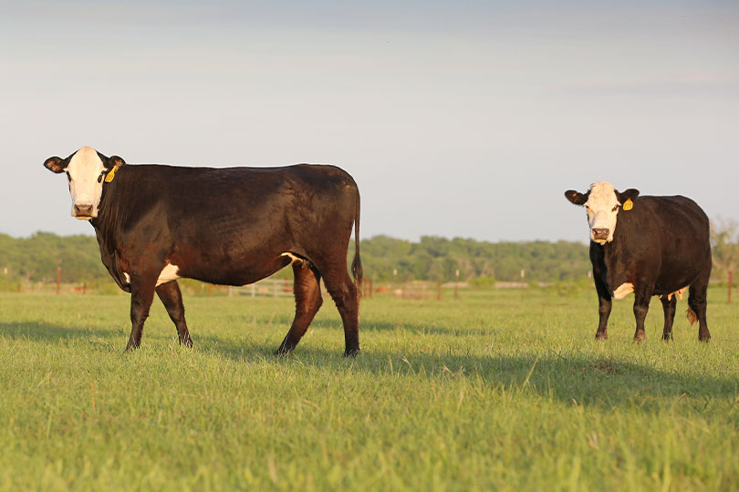TFB 2024 Summer Conference set for June 24-26, Arlington An overview of trending topics in agriculture will be the focus of Texas Farm Bureau’s Summer Conference set for June 24-26 in Arlington.
