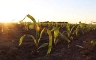 Texas corn, soybean, wheat planted acres forecast down in 2024 The planted acreage for corn, soybeans and wheat in Texas are forecast down this year, according to the U.S. Department of Agriculture’s (USDA) 2024 Prospective Plantings Report.