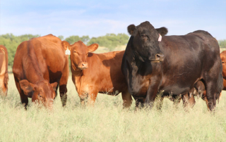 Nominations open through May 17 for Cattlemen’s Beef Board Nominations are being sought for Texas representatives on the Cattlemen’s Beef Promotion and Research Board (CBB).