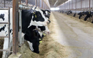 USDA outlines federal order H5N1 testing for dairy cattle USDA’s federal order for avian influenza testing in lactating dairy cattle that are being moved interstate went into effect April 29.