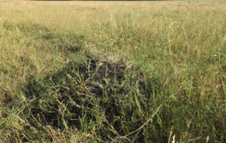 Springtime calls for fire ant control in fields, yards Spring is a good time to get a start on fire ant control, and Texas A&M AgriLife Extension Service experts recommend taking the first steps now.