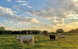 Spring conditions normalize for pastures, rangeland Things are looking up for farmers and ranchers this spring with recent rainfalls and warm temperatures bringing favorable conditions for pastures and rangeland.