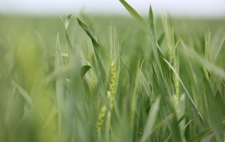 Texas farmers optimistic about wheat crop, despite low prices Wheat production across Texas is leaving many farmers optimistic and hopeful for this year’s crop, despite low wheat prices.