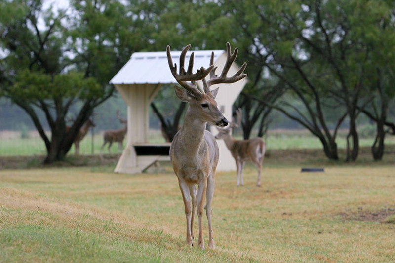 CWD detected in Edwards County deer breeding facility Two cases of chronic wasting disease were detected in an Edwards County deer breeding facility, marking the first detections in the county.