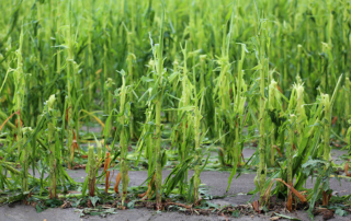 Severe weather brings hail damage to Central Texas corn Severe weather brings damaging hail and excessive rainfall to Central Texas and has taken a toll on some farmers’ crops.