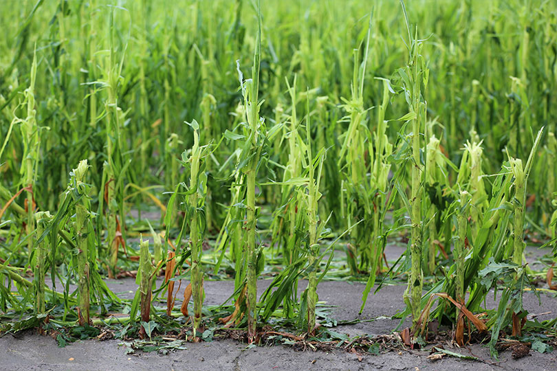 Severe weather brings hail damage to Central Texas corn – Texas Farm Bureau