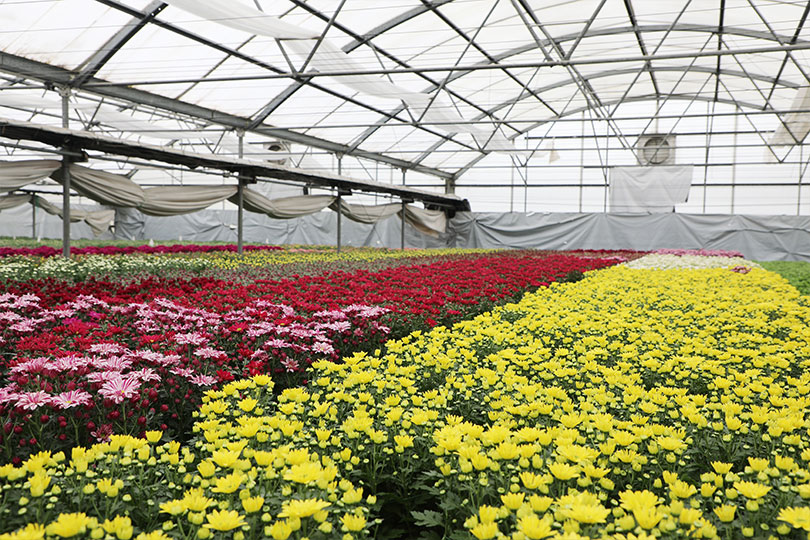 Klepac family’s greenhouse legacy flourishes Jimmy Klepac is the third generation to run Klepac Greenhouses, where the plants they grow are sold to wholesalers and retailers across Texas.