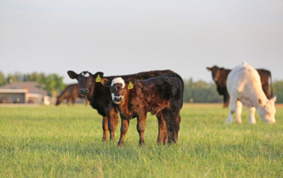 Cow-calf producers can leverage LRP to help manage price risk Cattle producers are encouraged to consider price risk management strategies to help protect them in strong markets, as well as downturns.