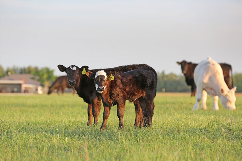 Cow-calf producers can leverage LRP to help manage price risk Cattle producers are encouraged to consider price risk management strategies to help protect them in strong markets, as well as downturns.