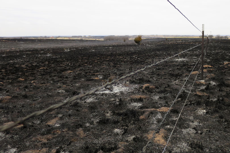 Texas lawmakers introduce program to help ranchers affected by wildfires Two Texas lawmakers proposed the Livestock Indemnity Program Enhancement Act, which would add a payment rate specifically for unborn losses in gestating livestock.