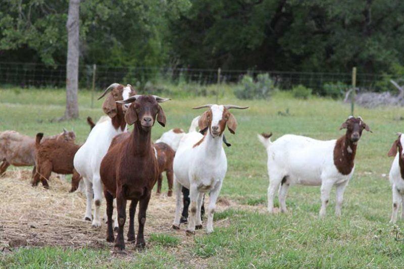 Demand for meat goats continues to increase Meat goat demand continues to rise, and prices are also increasing. That’s been a consistent trend for the last decade, according to one AgriLife Extension expert.
