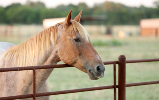 Survey reveals economic influence of Texas horse industry New data from the American Horse Council National Economic Impact Study shows Texas has the largest horse population.