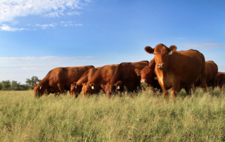 Save on Beef Cattle Short Course registration with TFB benefit TFB members can learn about all things beef-related at the 70th Annual Texas A&M Beef Cattle Short Course and save on the registration fee using their TFB member benefits.