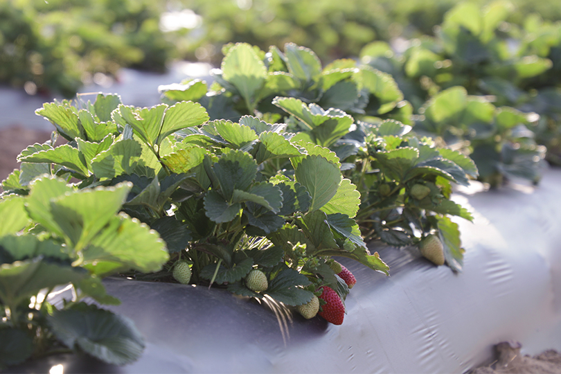 Students learn about strawberries through Farm From School – Texas Farm Bureau