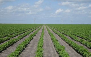 Discriminatory lawsuit filed in Texas against USDA over 2022 ERP A lawsuit was filed last month against the USDA for discrimination in the agency’s methodology of the 2022 Emergency Relief Program (ERP).
