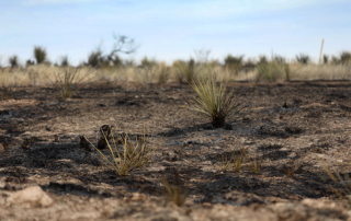 Agricultural losses in Panhandle wildfires top $123 million Initial estimates by AgriLife Service economists project the Panhandle wildfires caused $123 million in agricultural losses, making it the costliest on record.