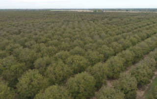 Rains help Texas pecan growers recover from drought Texas pecan production should show improvements this year, thanks to rainfall across much of the state.