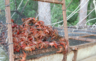 Disaster program for crawfish farmers in 14 Texas counties USDA announced policy flexibilities through ELAP to help crawfish farmers in 14 Texas counties recover from the impacts of extreme heat conditions in 2023.