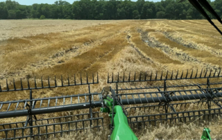 Rains delay Central Texas wheat harvest Wheat harvest is underway across the Lone Star State and farmers remain optimistic despite recent rainfall.