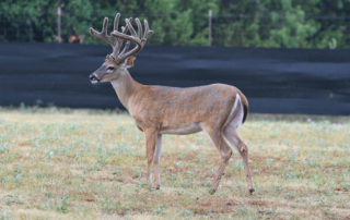 Chronic wasting disease was confirmed in a Trinity County deer breeding facility, marking the first detection in the county.