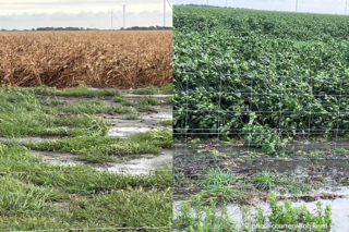 Farmers, ranchers assess damages after Tropical Storm Beryl Tropical Storm Beryl made its way through the Texas coast on July, many farmers and ranchers braced for impact and now assess damages.