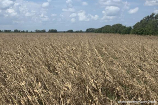 Hurricane Beryl barreled through Texas crops, ag infrastructure In early July, Hurricane Beryl hit the Texas coast and traveled up through East Texas, leaving behind a path of destruction to crops and agricultural infrastructure.