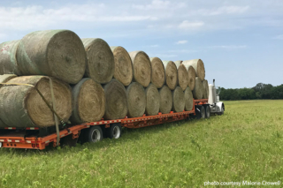 Farmers, ranchers rolling up hay across Texas Hay season is underway, and farmers and ranchers say the outlook is promising.