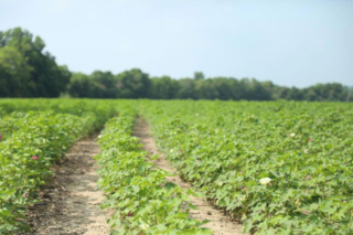 Report shows planted cotton acreage up from last year Farmers in Texas and the U.S. planted more cotton acres this year, according to the most recent USDA acreage report.