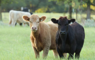 Economic benefits of national beef checkoff highlighted in new study According to a recent independent economic study, U.S. cattle producers get back $13.41 for each dollar they invest into the national beef checkoff program.