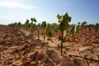 Deadline nears to apply for ERP aid for 2022 natural disasters Commodity and specialty crop farmers have until Aug. 14 to apply for Emergency Relief Program for 2022 natural disaster losses.