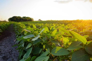 Clean fuel tax credits out of reach for many farmers Shortcomings in the sustainable aviation fuel and clean fuel production tax credits could put the benefits out of reach for many farmers in the U.S.