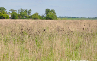 Over 2.2 million additional acres enrolled in CRP The Conservation Reserve Program (CRP) is "very near" its 27-million-acre cap after the latest enrollment added more than 2.2 million acres.