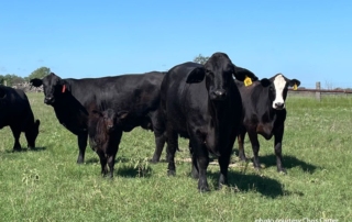 Favorable pasture conditions, high cattle prices in Karnes County Recent rainfall in Karnes County brought favorable pasture conditions as cattle prices remain high.